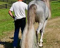 wester-stallion