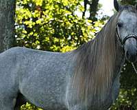 all-around-rocky-mountain-horse