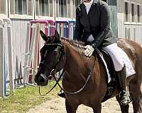 blanket-andalusian-horse