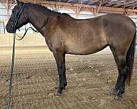 boys-andalusian-horse