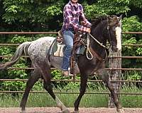 appaloosa-blanket-on-black-wblaze-socks-pony