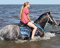 appaloosa-araappaloosa-pony