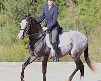 the-sunrise-ranch-araappaloosa-pony