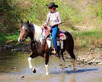 tobiano-wester-horse