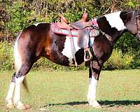 all-around-paint-horse