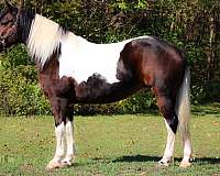 athletic-paint-horse