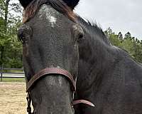 black-mare-for-sale