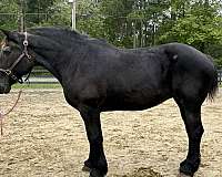 driving-harness-percheron-horse