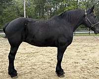 black-percheron-mare