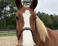 red-roan-mare-for-sale