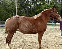 red-roan-belgian-mare