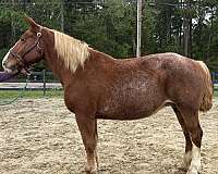 red-roan-roan-belgian-horse