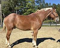 sorrel-belgian-gelding
