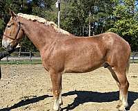 sorrel-gelding-for-sale