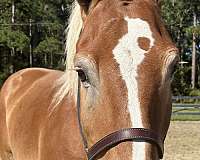 17-hand-belgian-gelding