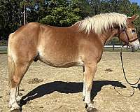 sorrel-belgian-gelding