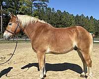 sorrel-gelding-for-sale