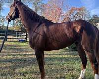 white-socks-behind-horse
