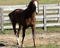 chestnut-white-socks-behind-horse