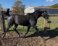 red-roan-thoroughbred