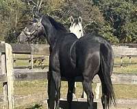 red-roan-thoroughbred-for-sale