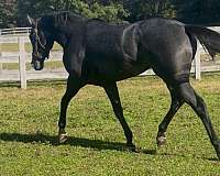red-roan-thoroughbred-horse