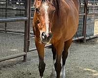 companion-thoroughbred-horse