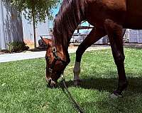 bay-companion-horse