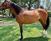 bay-thoroughbred-broodmare