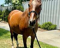 companion-broodmare