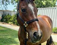 companion-horse