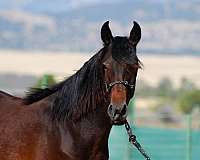 lusitano-filly-horse