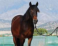olympic-bloodlines-lusitano-horse