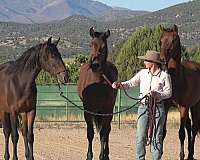 olympic-bloodlines-horse