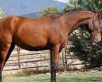 bay-apsl-filly