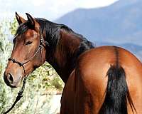 apsl-filly