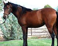 apsl-lusitano-filly