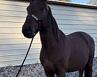 gelding-appendix-horse