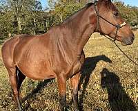affordable-appendix-horse