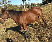 hunter-appendix-horse
