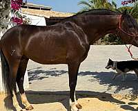 piro-free-arabian-horse
