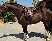 arabian-horse