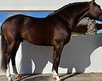 working-equitation-arabian-horse