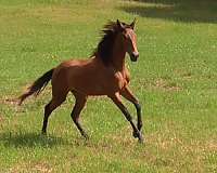 olympic-bloodlines-filly