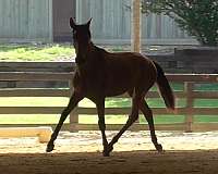 lusitano-horse