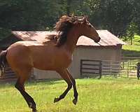filly-lusitano-horse