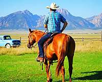 141-quarter-horse
