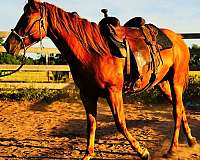 142-quarter-horse