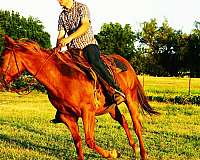 flaxe-quarter-horse