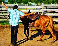 141-horse